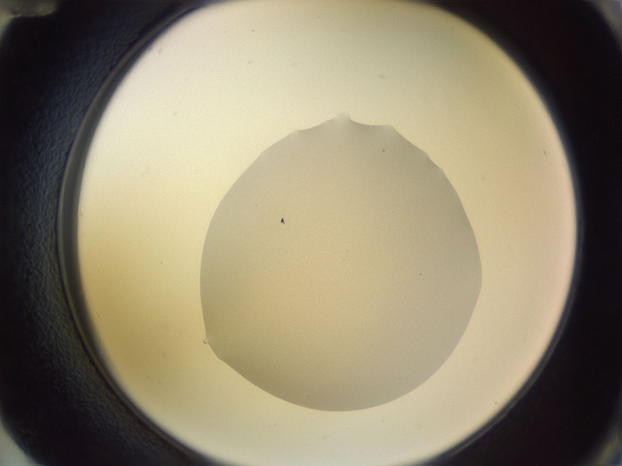 folderID68_plateID3068_batchID17158_wellNum72_profileID1_d2_r265328_ef.jpg