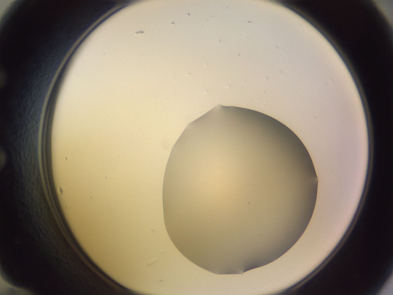 folderID68_plateID3068_batchID17624_wellNum60_profileID1_d1_r267332_ef.jpg