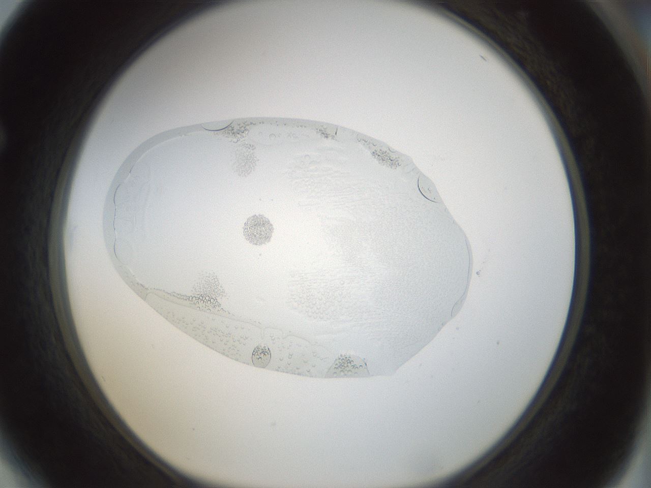 folderID69_plateID1069_batchID2404_wellNum64_profileID1_d1_r49267_ef.jpg