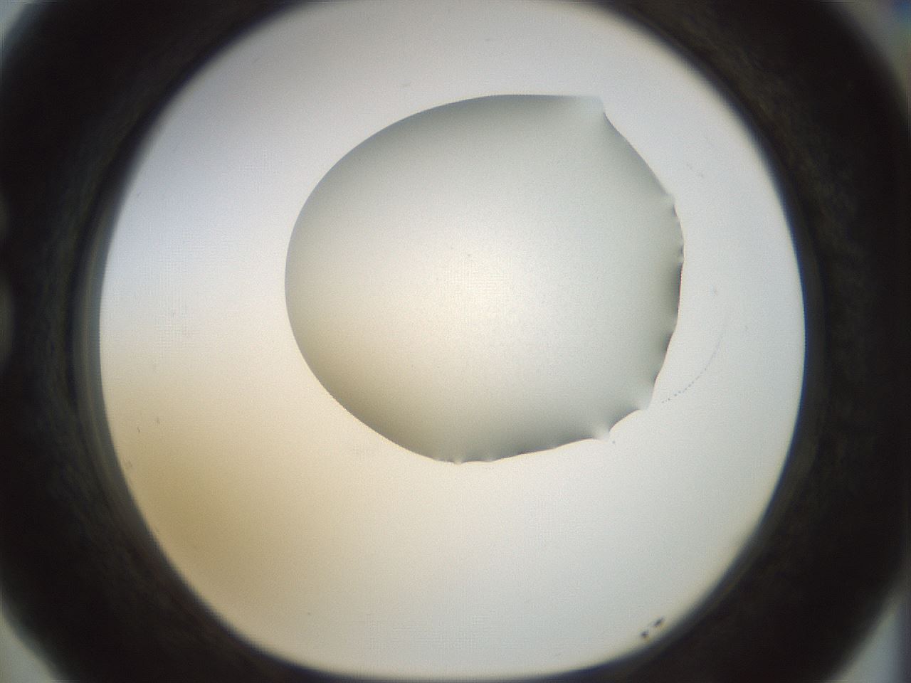 folderID6_plateID1006_batchID1836_wellNum77_profileID1_d1_r41807_ef.jpg
