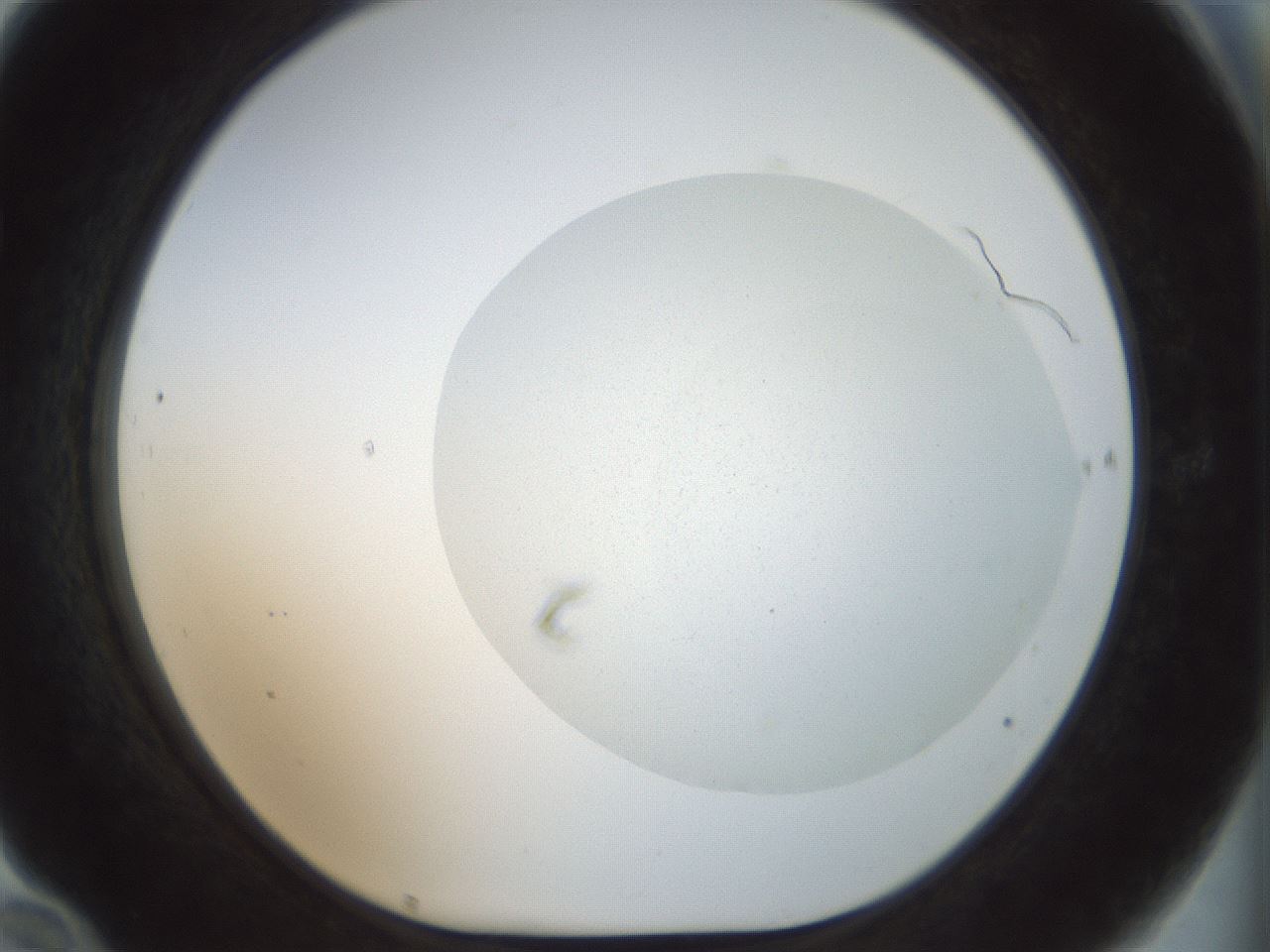 folderID6_plateID1006_batchID1836_wellNum70_profileID1_d1_r41800_ef.jpg