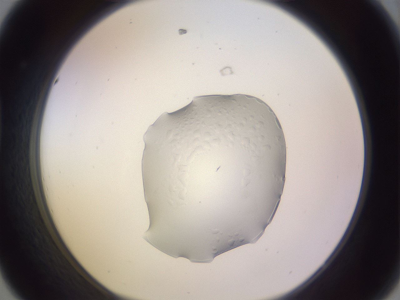 folderID74_plateID3074_batchID17320_wellNum44_profileID1_d1_r264575_ef.jpg