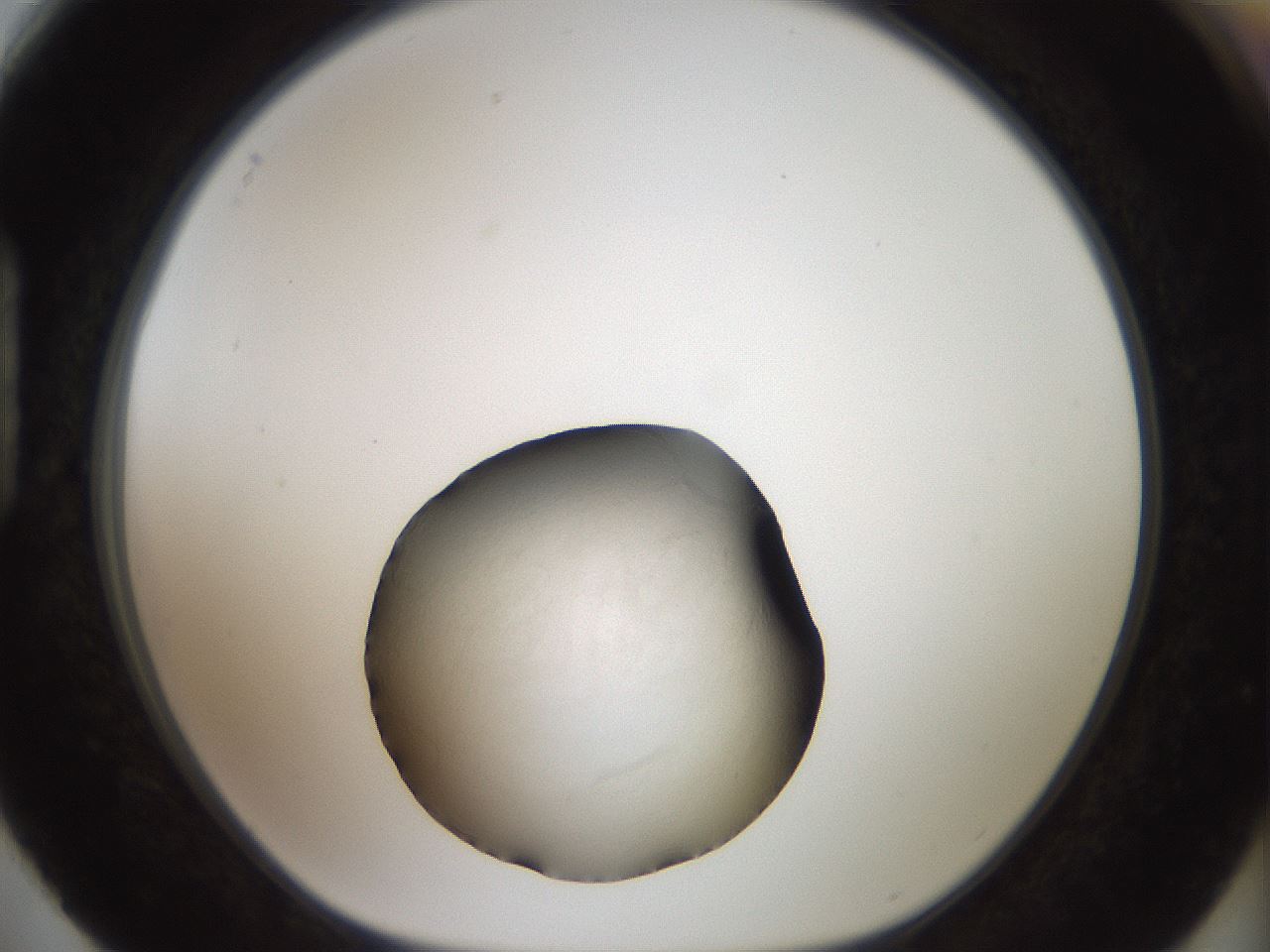 folderID770_plateID1770_batchID7492_wellNum88_profileID1_d1_r118574_ef.jpg