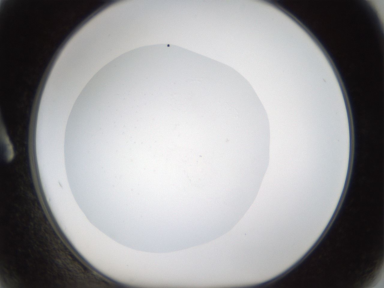 folderID77_plateID1077_batchID3150_wellNum2_profileID1_d1_r49527_ef.jpg