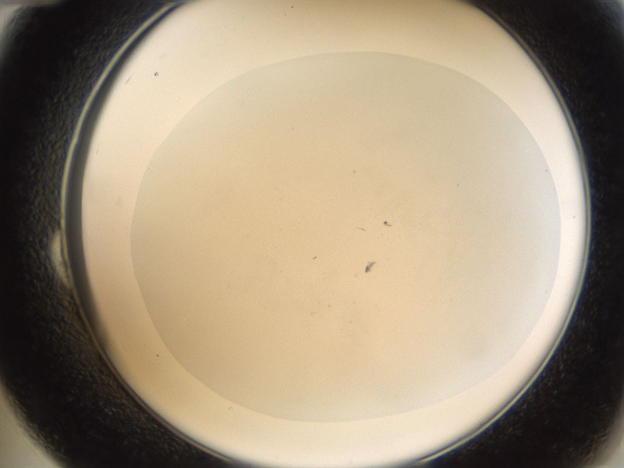 folderID79_plateID1079_batchID3158_wellNum24_profileID1_d2_r50724_ef.jpg