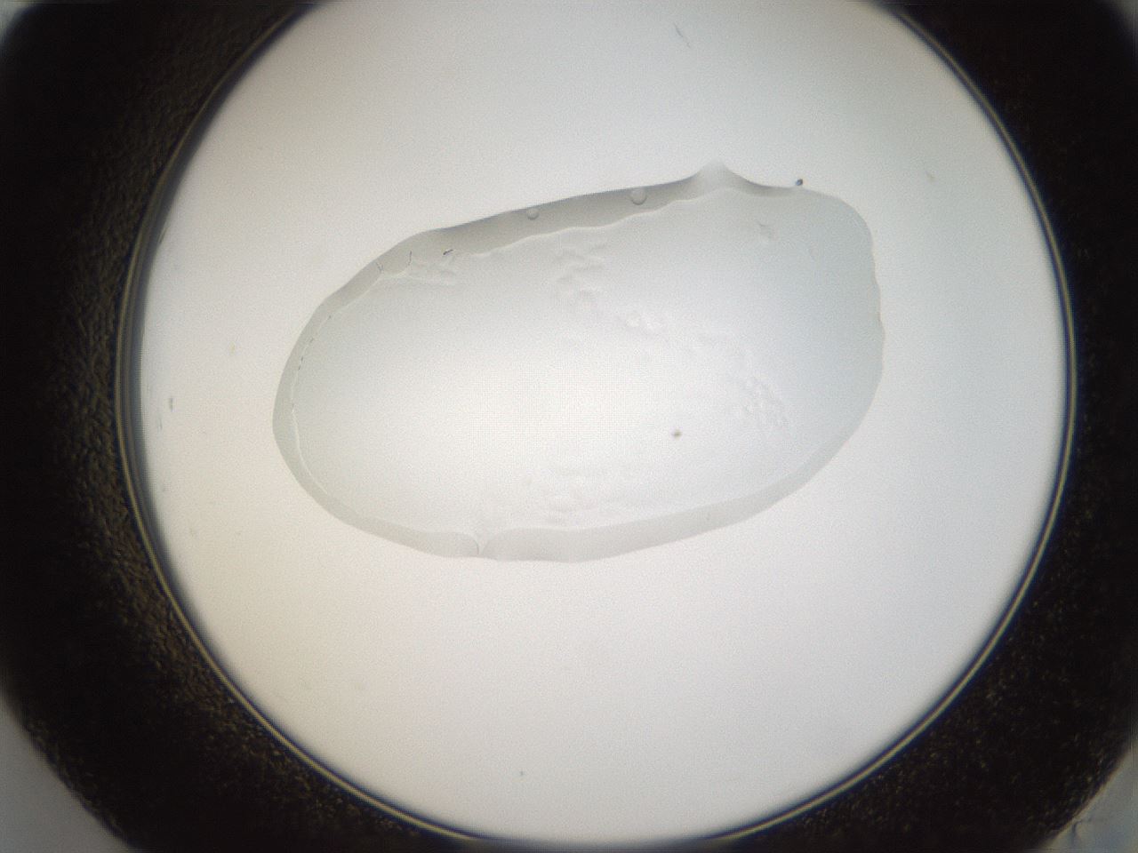 folderID81_plateID1081_batchID2368_wellNum84_profileID1_d2_r51996_ef.jpg