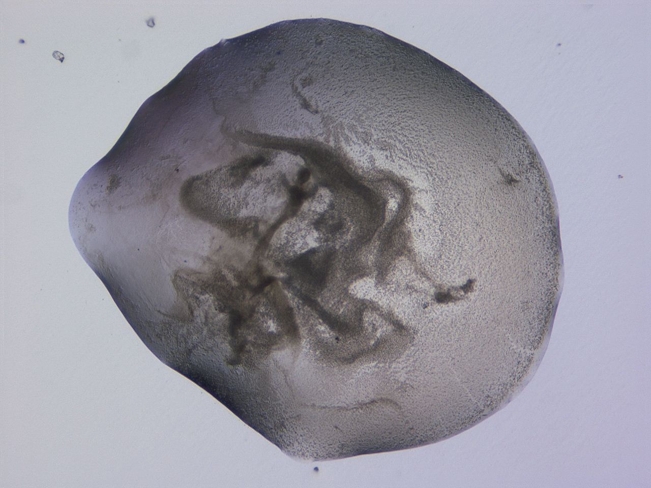 04nu_D12_ImagerDefaults_3.jpg