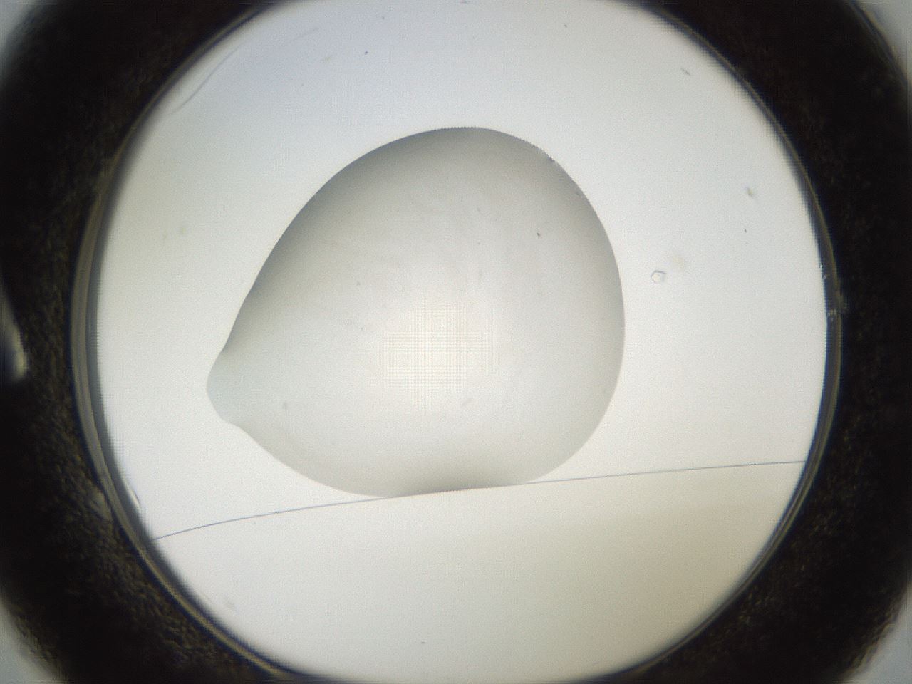 folderID827_plateID1827_batchID7858_wellNum1_profileID1_d1_r121506_ef.jpg