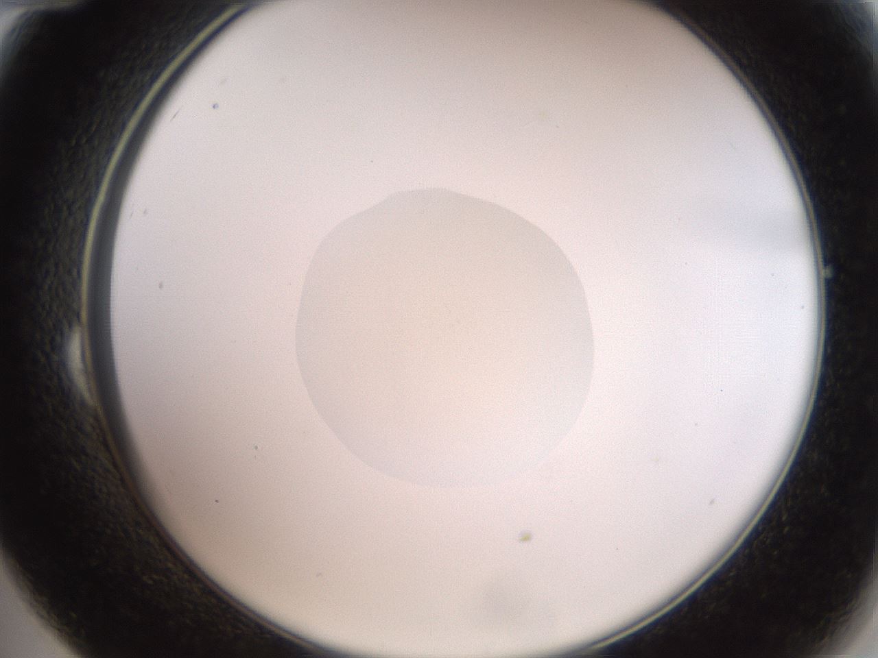 folderID830_plateID1830_batchID7867_wellNum24_profileID1_d2_r122321_ef.jpg