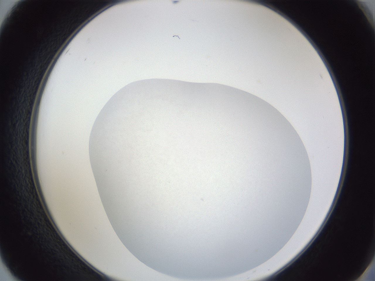 folderID845_plateID1845_batchID7734_wellNum50_profileID1_d2_r126145_ef.jpg