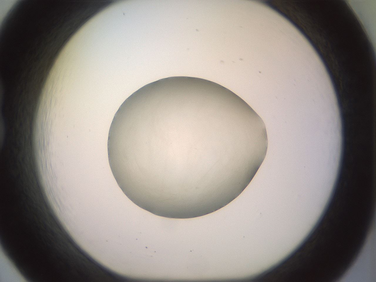 folderID849_plateID1849_batchID7663_wellNum20_profileID1_d1_r124164_ef.jpg