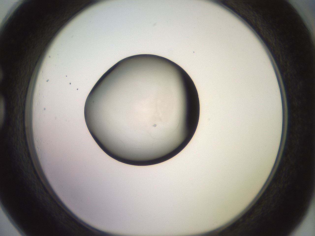 folderID849_plateID1849_batchID7663_wellNum73_profileID1_d1_r124270_ef.jpg
