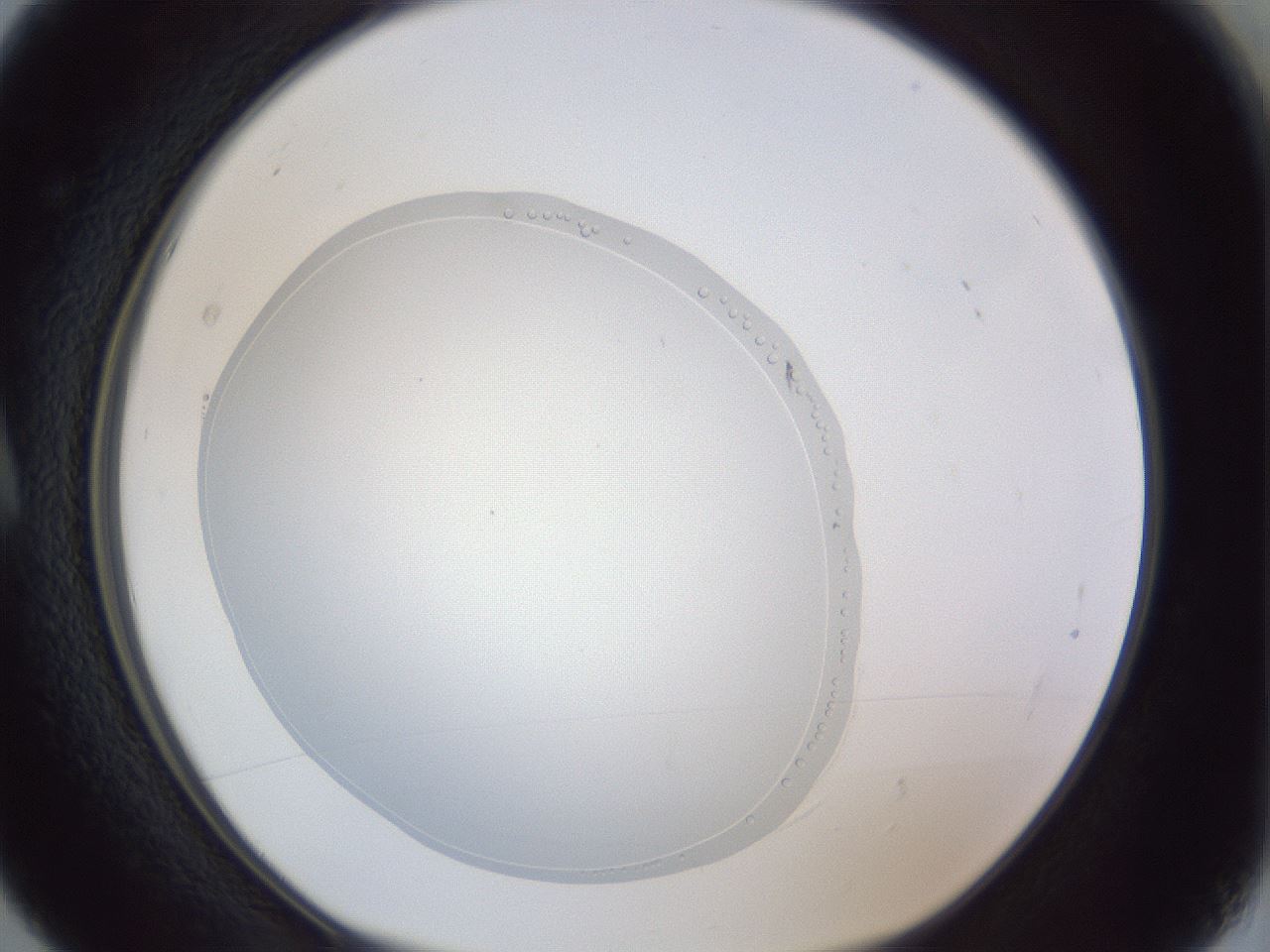 folderID84_plateID1084_batchID2405_wellNum5_profileID1_d1_r49917_ef.jpg