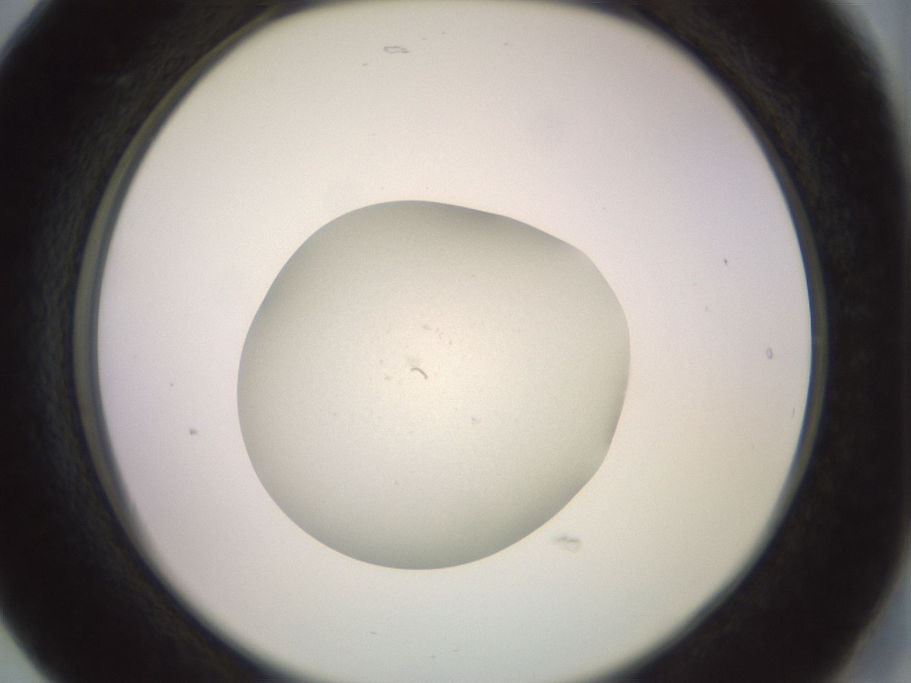 folderID850_plateID1850_batchID7741_wellNum17_profileID1_d2_r123391_ef.jpg