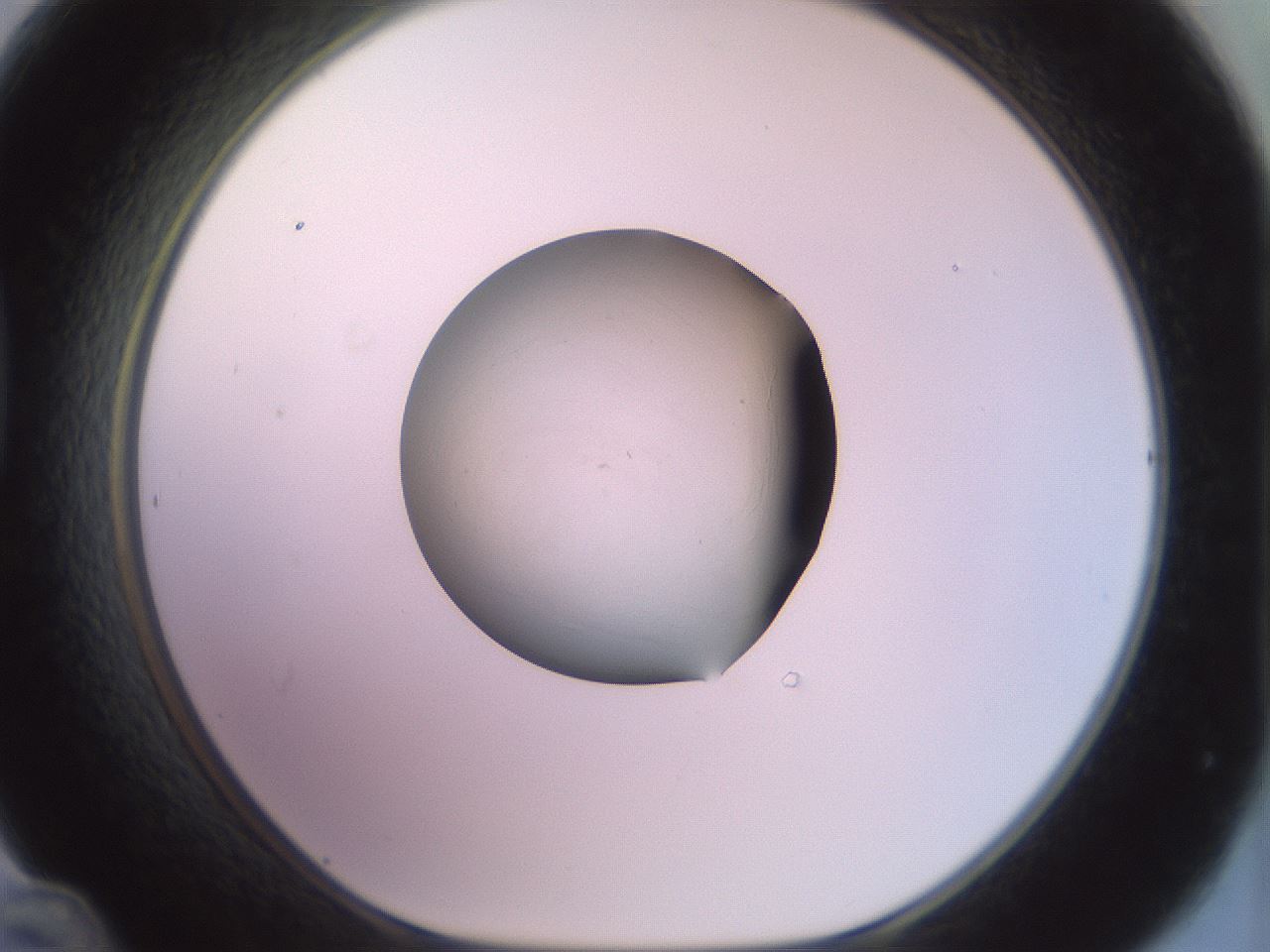 folderID852_plateID1852_batchID7786_wellNum48_profileID1_d1_r124028_ef.jpg