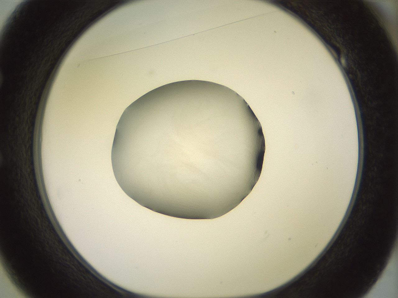 folderID855_plateID1855_batchID7696_wellNum49_profileID1_d1_r124606_ef.jpg