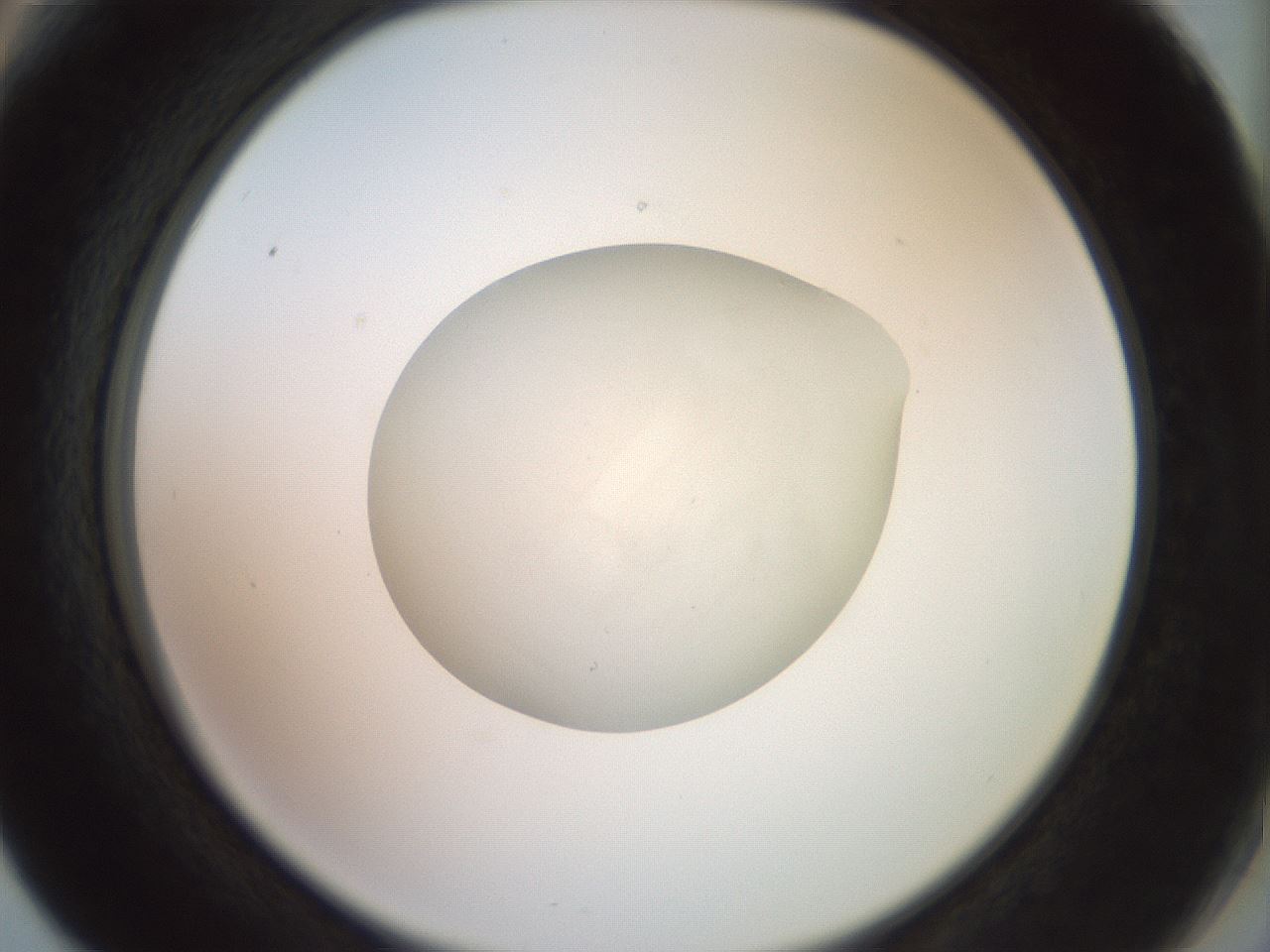 folderID855_plateID1855_batchID8082_wellNum66_profileID1_d2_r124641_ef.jpg
