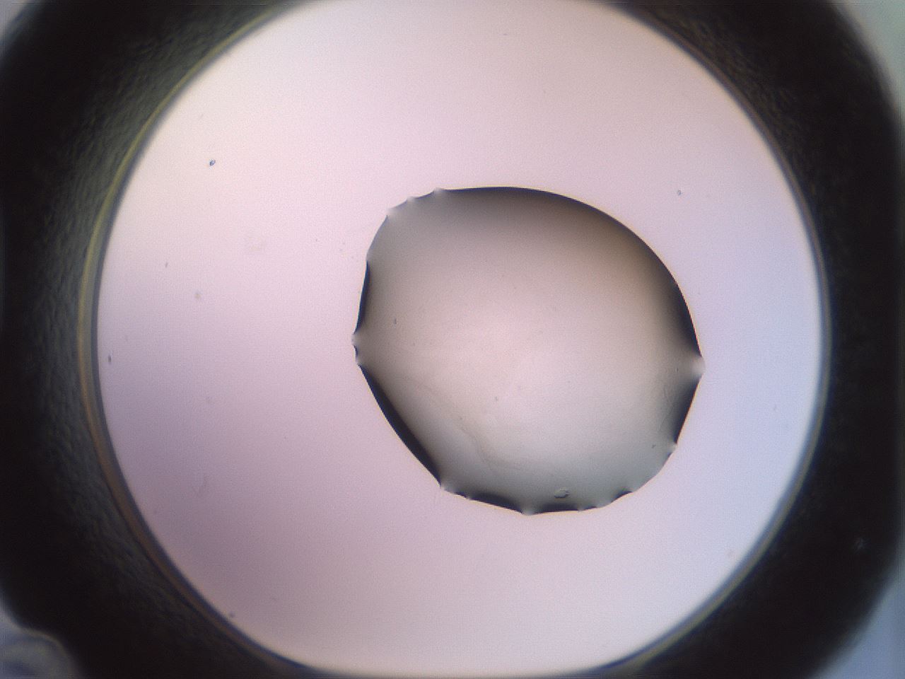 folderID856_plateID1856_batchID7653_wellNum48_profileID1_d1_r123836_ef.jpg