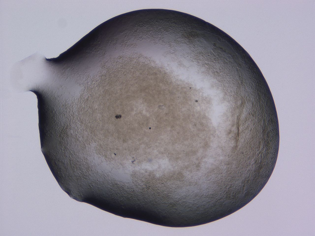 04nw_D11_ImagerDefaults_3.jpg