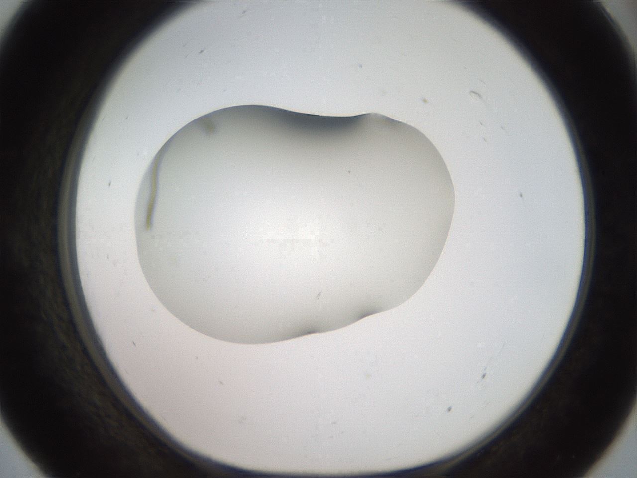 folderID917_plateID1917_batchID8277_wellNum55_profileID1_d1_r128444_ef.jpg