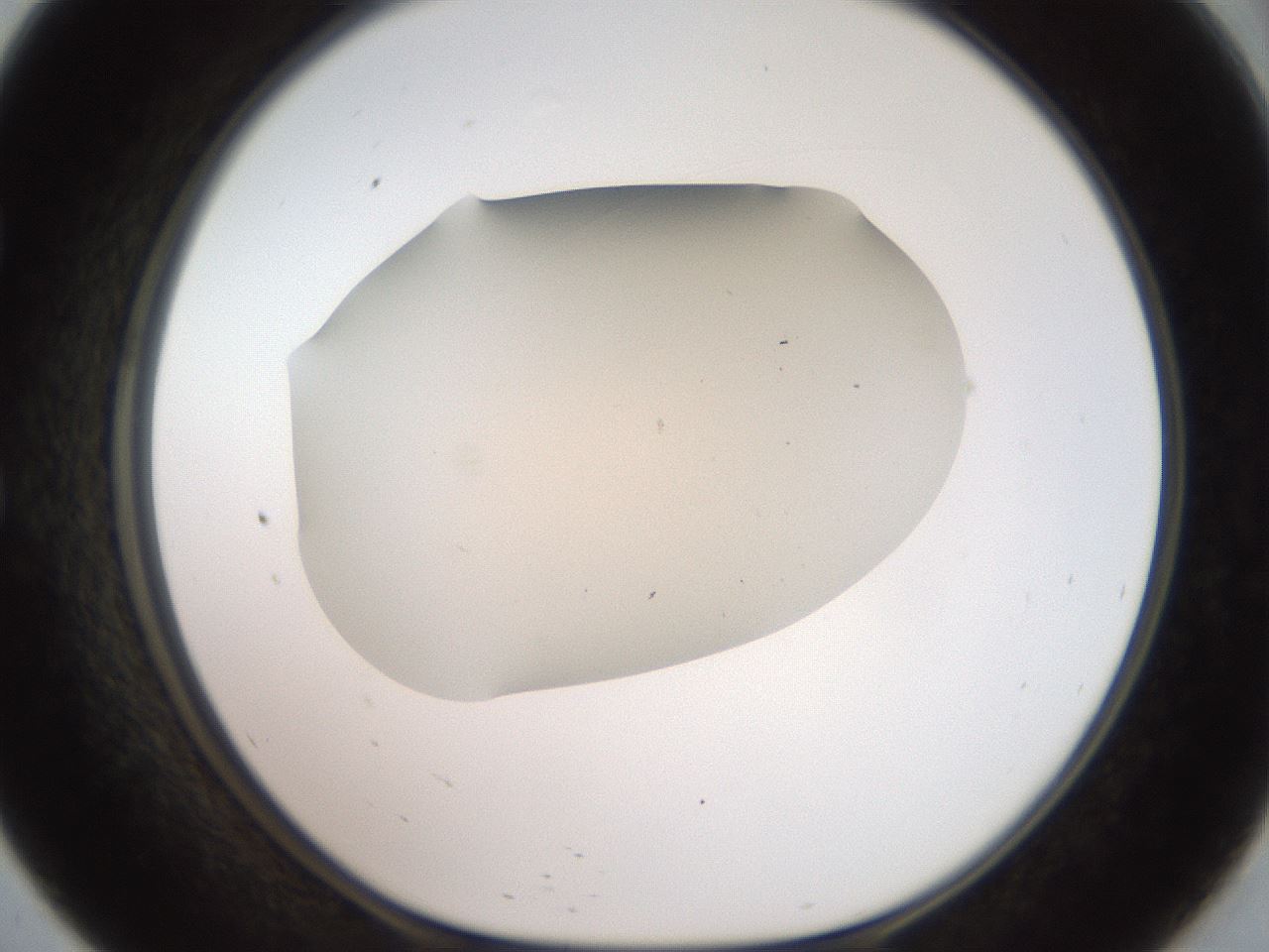 folderID917_plateID1917_batchID8277_wellNum57_profileID1_d1_r128446_ef.jpg