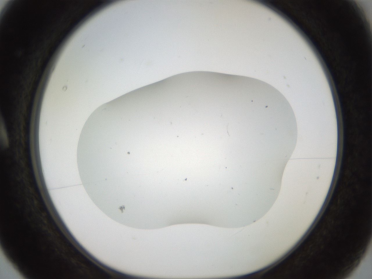 folderID917_plateID1917_batchID8277_wellNum5_profileID1_d1_r128394_ef.jpg