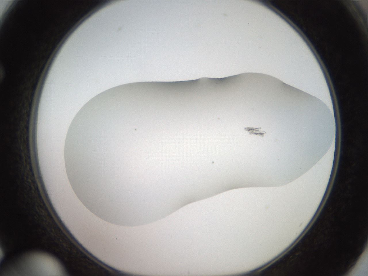 folderID917_plateID1917_batchID8277_wellNum62_profileID1_d1_r128451_ef.jpg