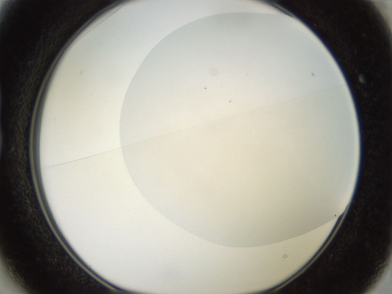 folderID917_plateID1917_batchID8277_wellNum13_profileID1_d1_r128402_ef.jpg