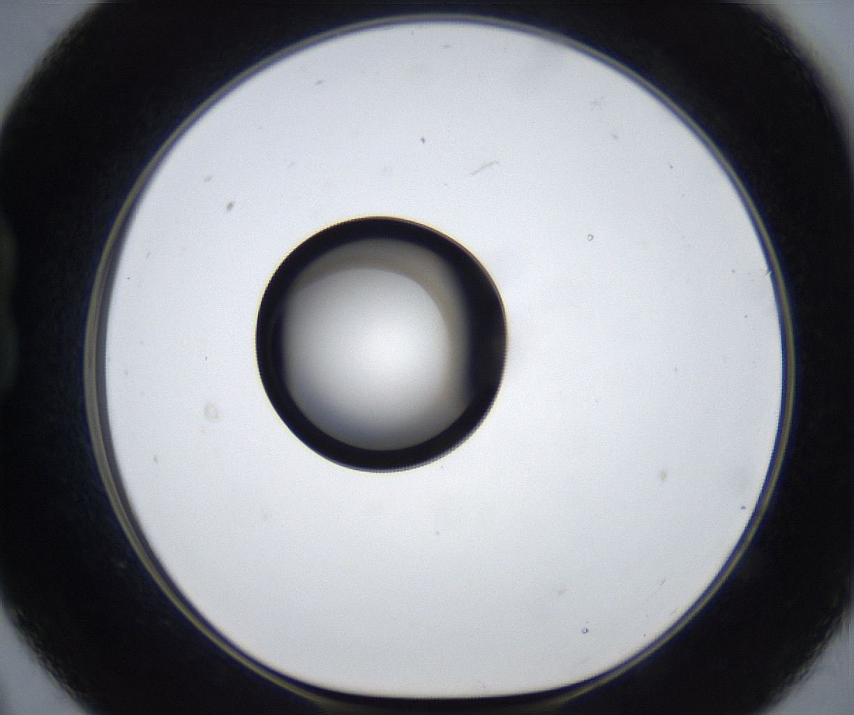 folderID917_plateID2917_batchID15765_wellNum21_profileID1_d1_r239300_ef.jpg