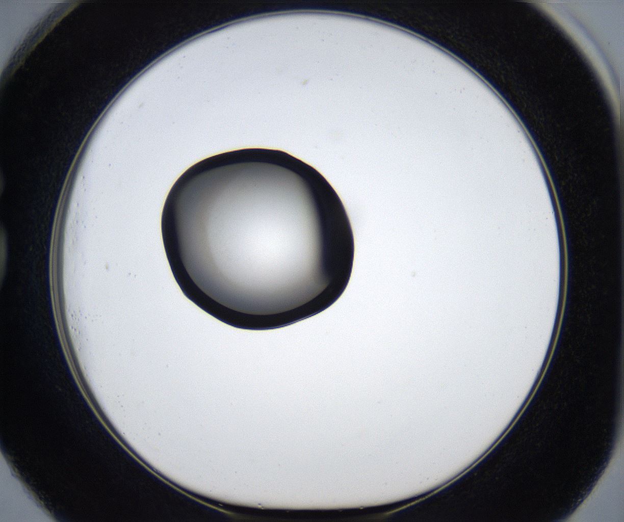 folderID917_plateID2917_batchID15765_wellNum73_profileID1_d1_r239404_ef.jpg