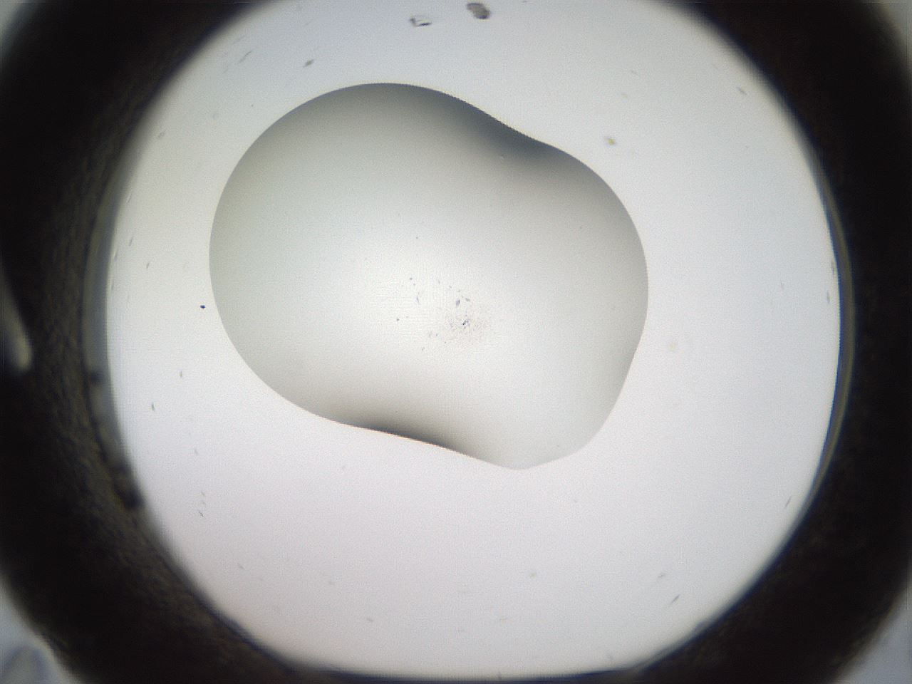 folderID918_plateID1918_batchID8274_wellNum11_profileID1_d1_r128112_ef.jpg