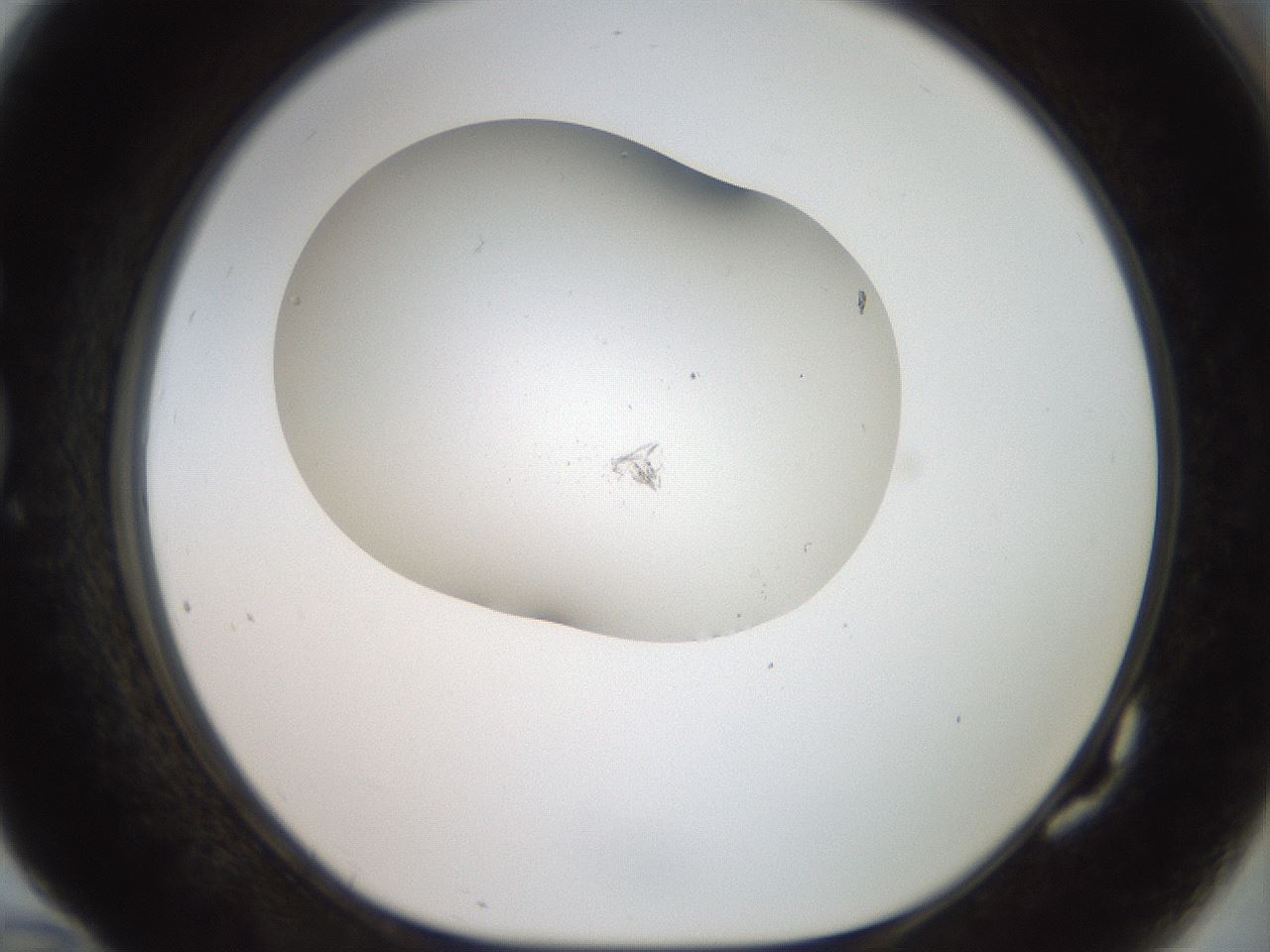 folderID918_plateID1918_batchID8274_wellNum82_profileID1_d1_r128183_ef.jpg