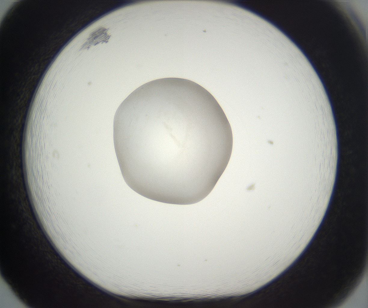 folderID918_plateID2918_batchID15768_wellNum65_profileID1_d1_r241020_ef.jpg