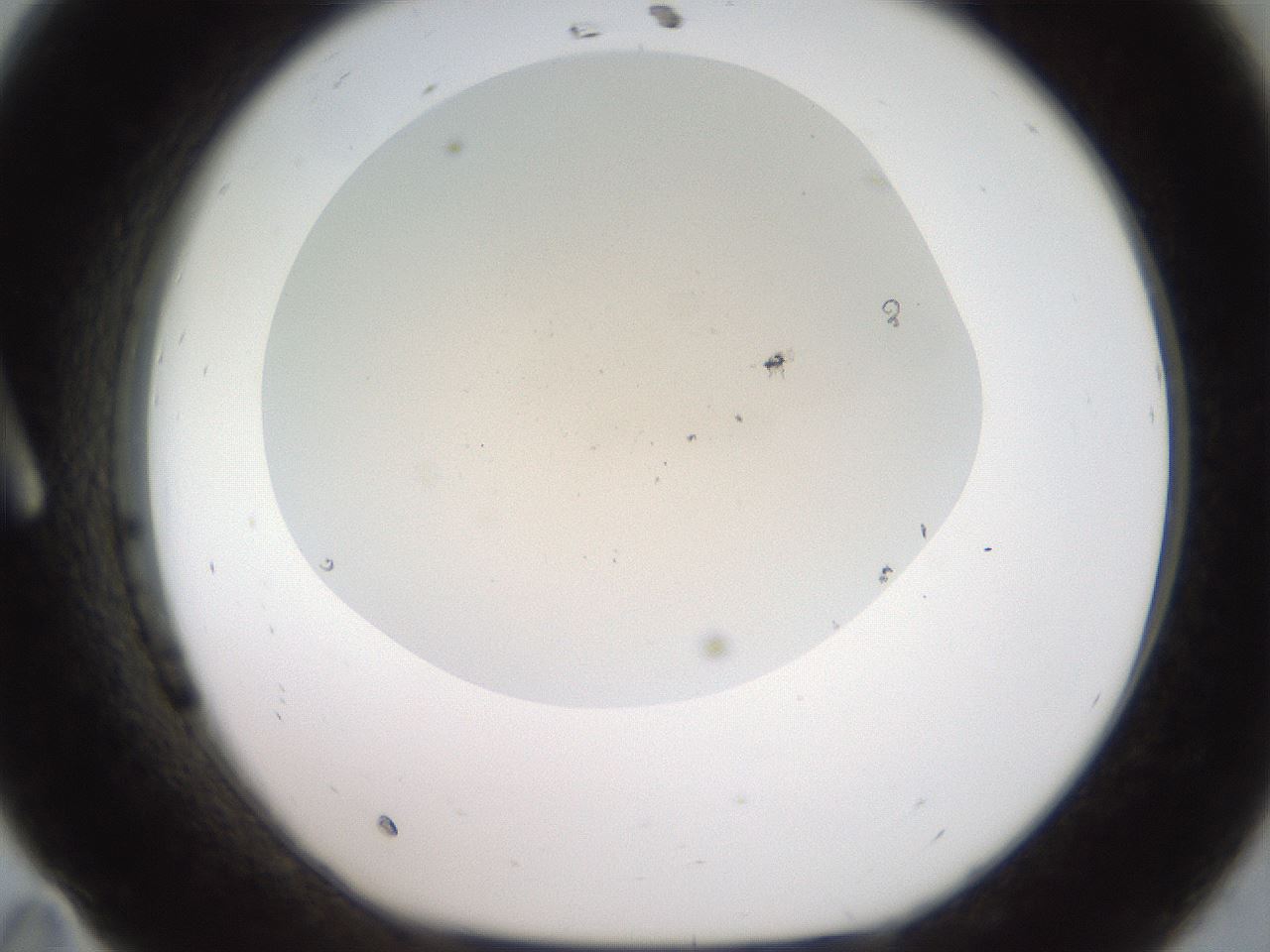 folderID919_plateID1919_batchID8275_wellNum11_profileID1_d1_r128208_ef.jpg