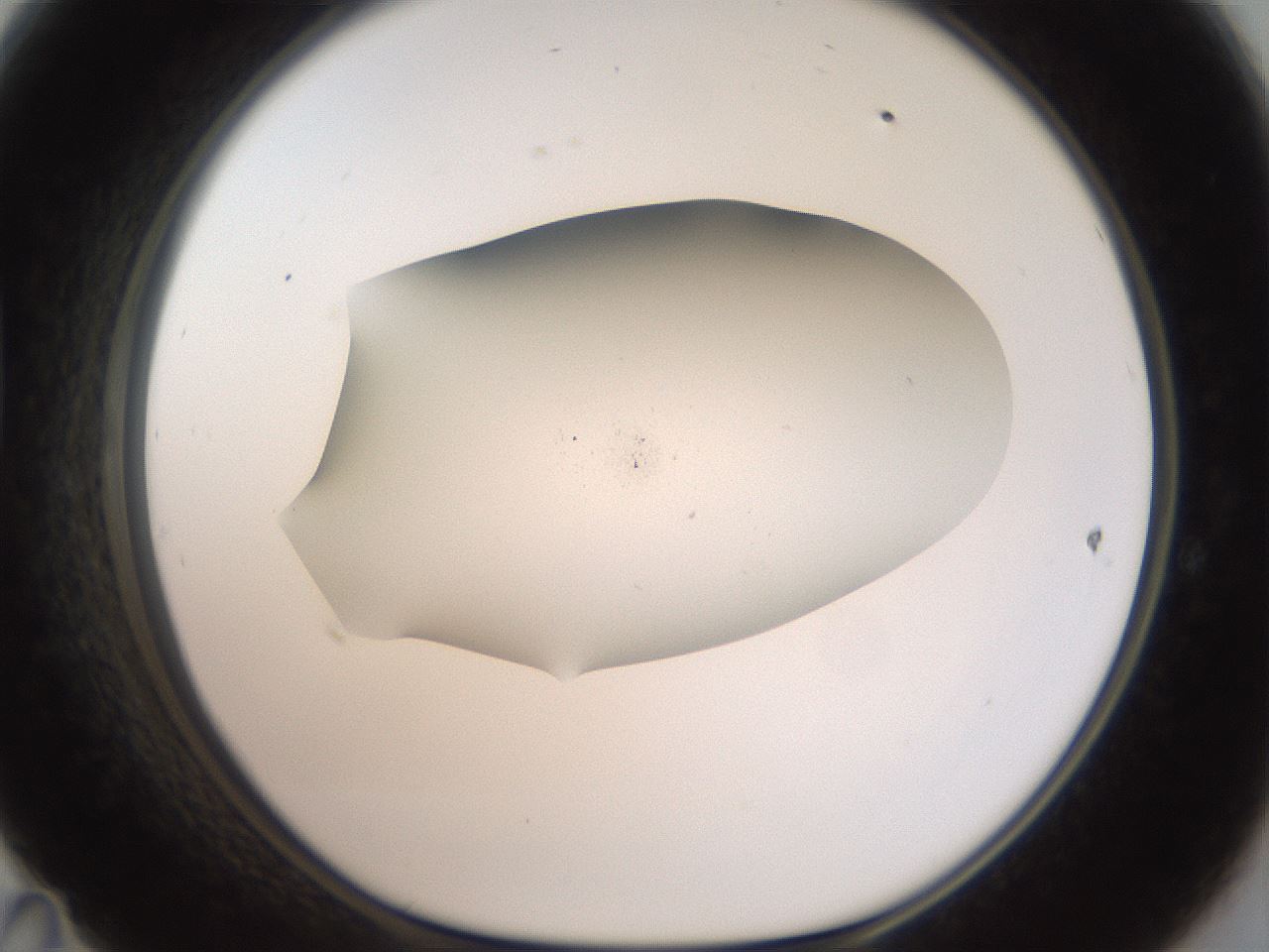 folderID919_plateID1919_batchID8275_wellNum47_profileID1_d1_r128244_ef.jpg