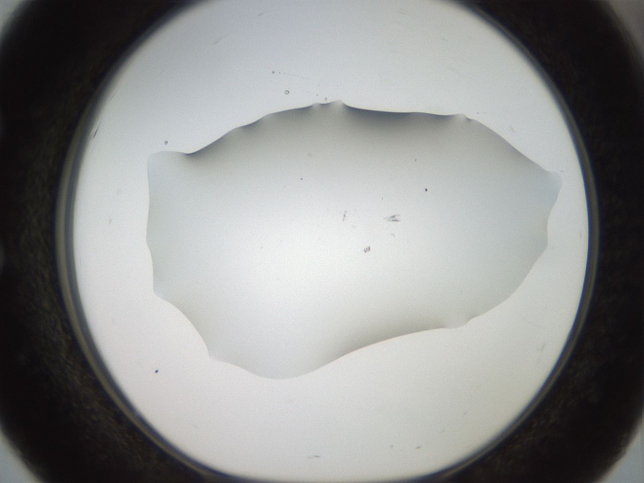 folderID919_plateID1919_batchID8275_wellNum51_profileID1_d1_r128248_ef.jpg