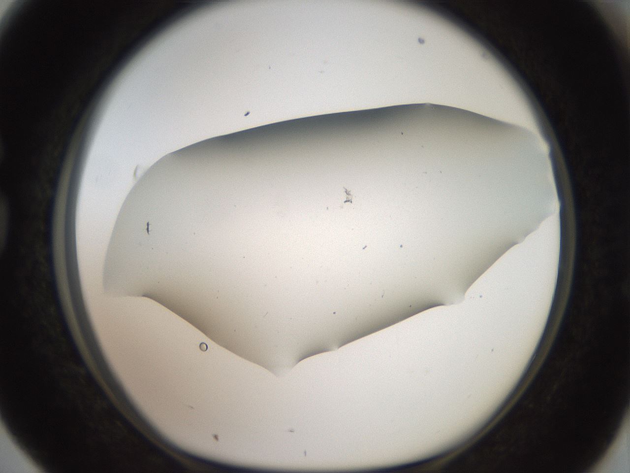 folderID919_plateID1919_batchID8275_wellNum76_profileID1_d1_r128273_ef.jpg