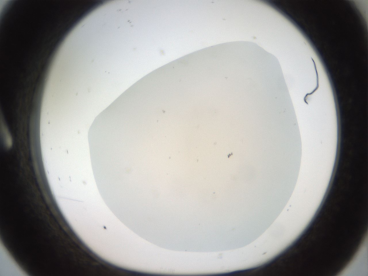 folderID919_plateID1919_batchID8275_wellNum8_profileID1_d1_r128205_ef.jpg