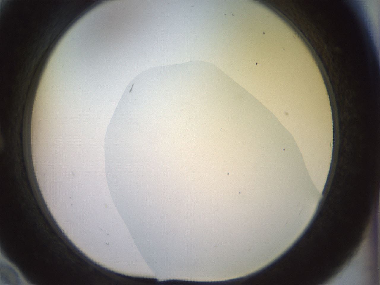 folderID920_plateID1920_batchID8270_wellNum10_profileID1_d1_r127823_ef.jpg