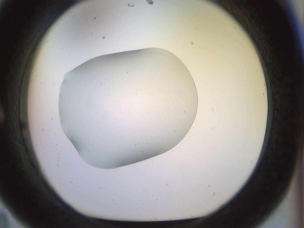 folderID920_plateID1920_batchID8270_wellNum11_profileID1_d1_r127824_ef.jpg