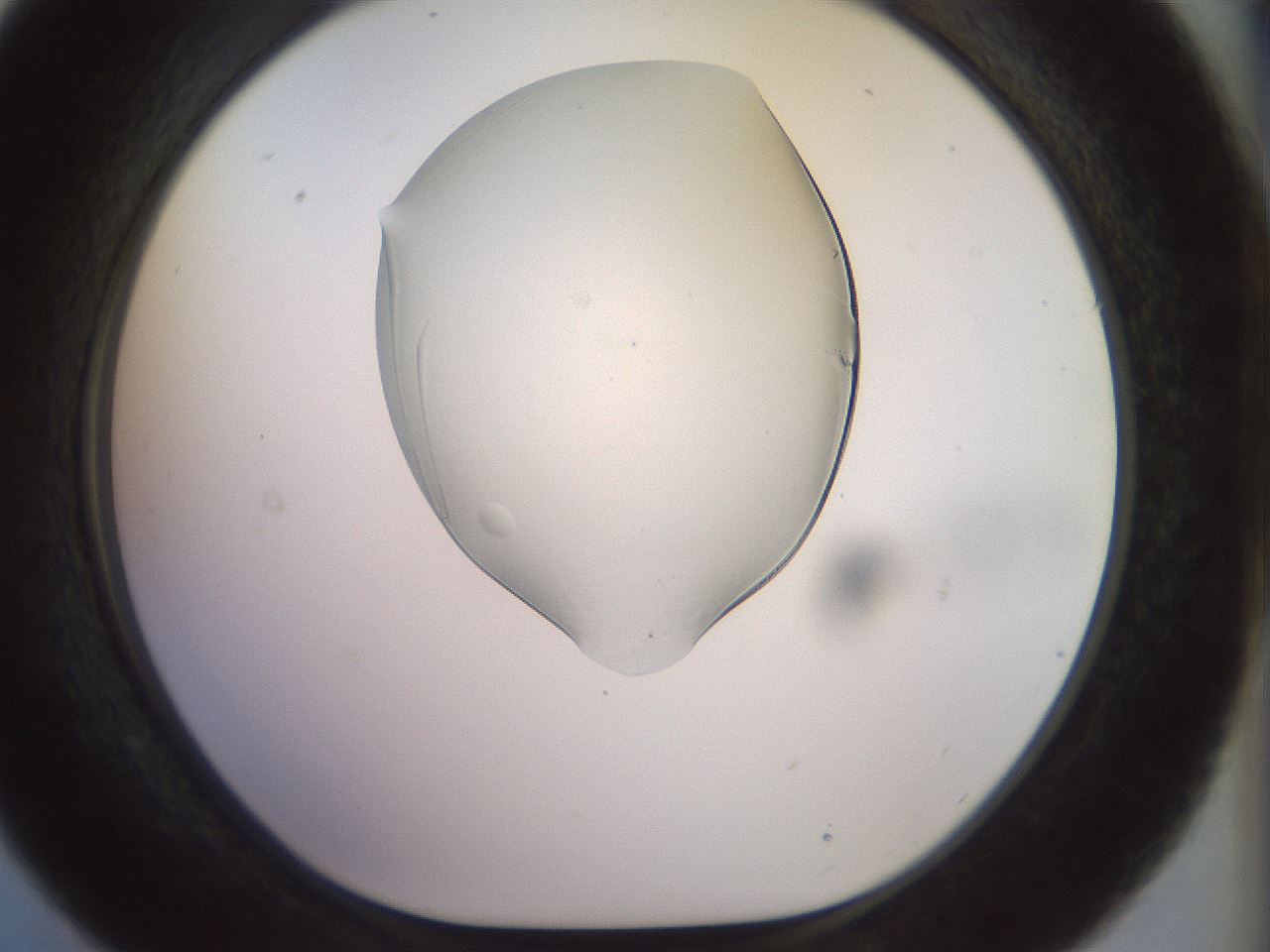 folderID920_plateID1920_batchID8270_wellNum21_profileID1_d1_r127834_ef.jpg
