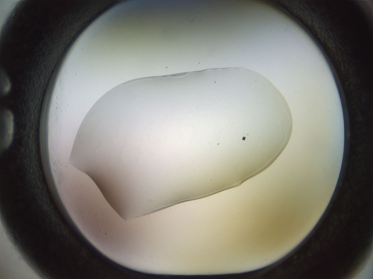 folderID920_plateID1920_batchID8270_wellNum73_profileID1_d1_r127886_ef.jpg