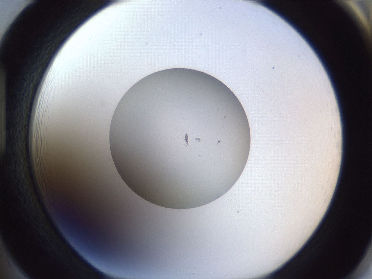 folderID91_plateID1091_batchID2529_wellNum85_profileID1_d1_r48349_ef.jpg