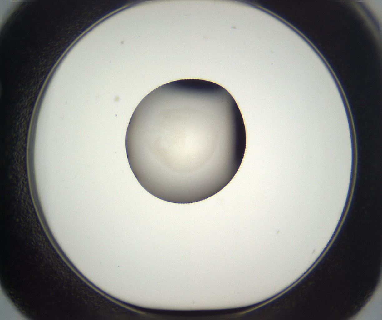 folderID920_plateID2920_batchID15770_wellNum62_profileID1_d1_r241145_ef.jpg