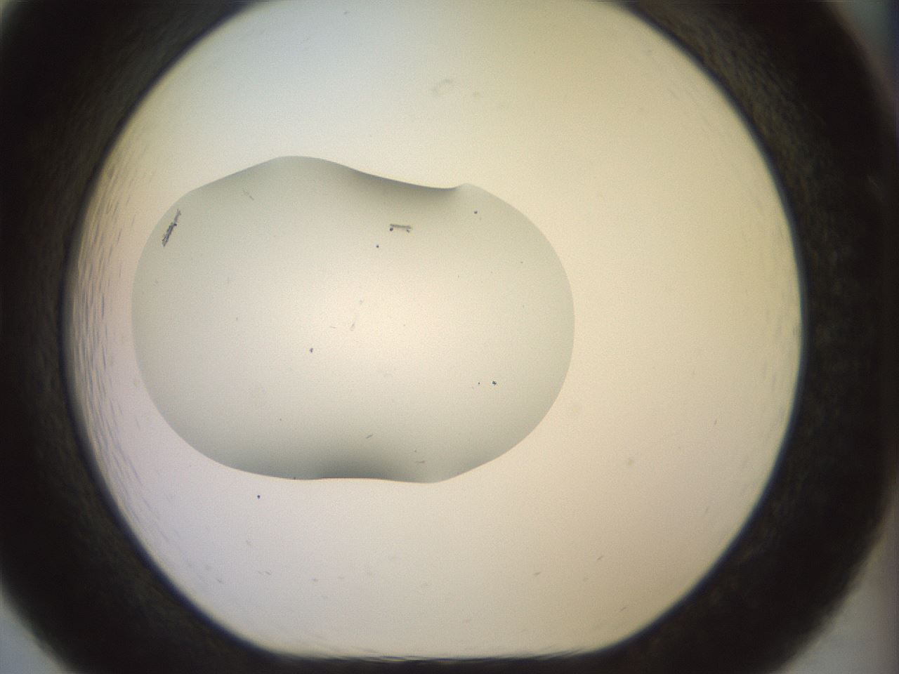 folderID921_plateID1921_batchID8271_wellNum19_profileID1_d1_r127928_ef.jpg