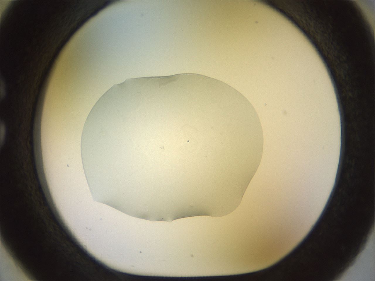 folderID921_plateID1921_batchID8271_wellNum26_profileID1_d1_r127935_ef.jpg