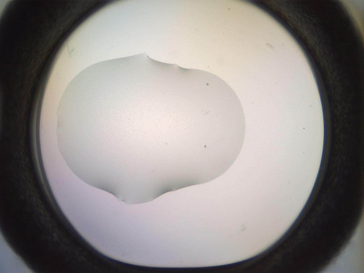 folderID921_plateID1921_batchID8271_wellNum40_profileID1_d1_r127949_ef.jpg