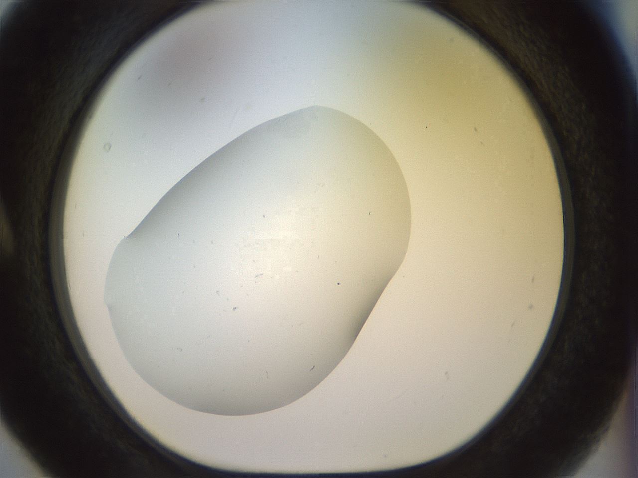 folderID921_plateID1921_batchID8271_wellNum5_profileID1_d1_r127914_ef.jpg