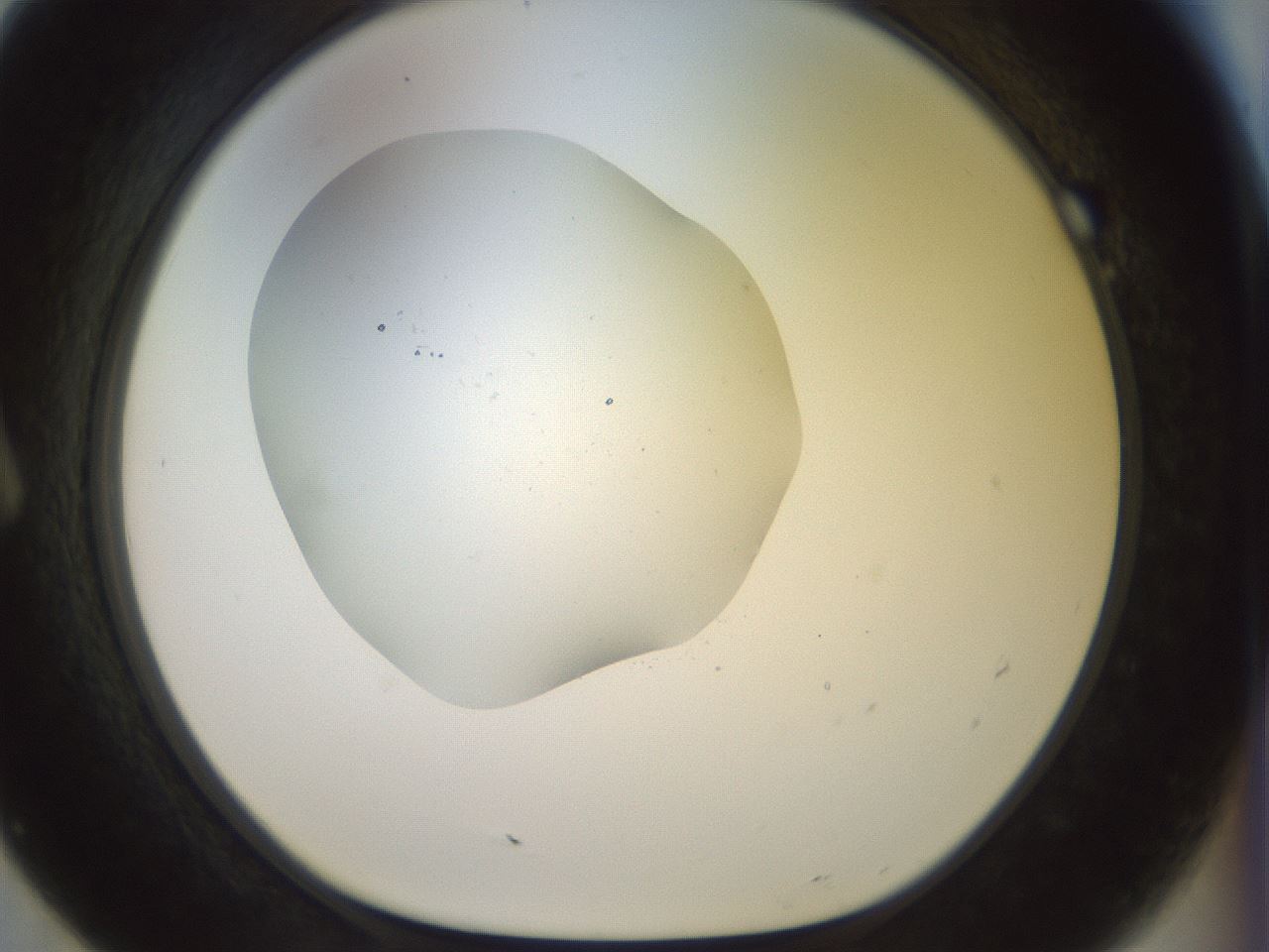folderID921_plateID1921_batchID8271_wellNum7_profileID1_d1_r127916_ef.jpg