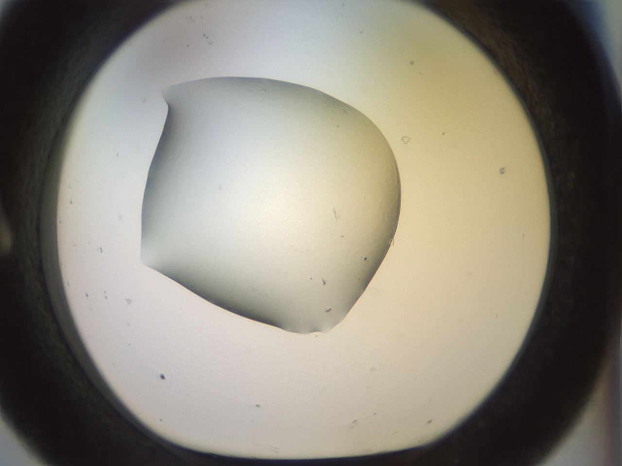 folderID921_plateID1921_batchID8271_wellNum8_profileID1_d1_r127917_ef.jpg